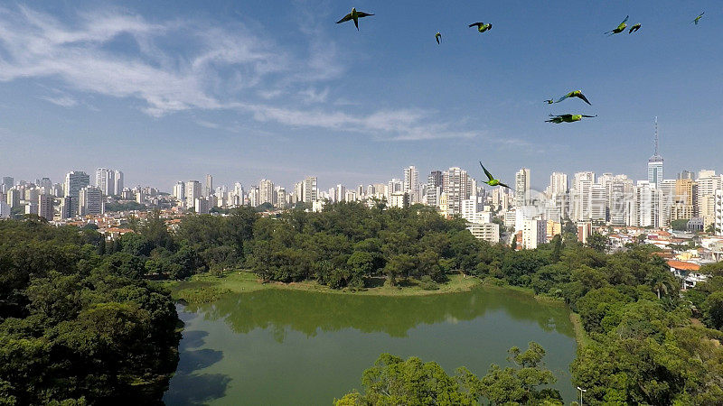 Aclimacao公园- São Paulo，巴西